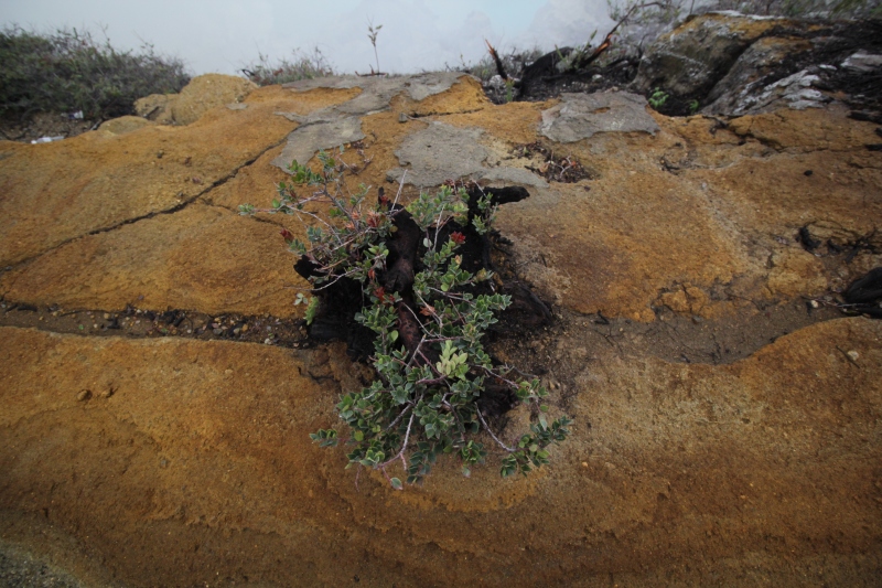 A lonely-mountain plant grows in the crater rim. 